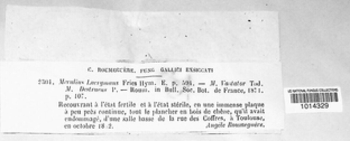 Serpula lacrymans image